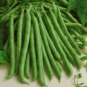 Kentucky Wonder Green Bean Seeds, Pole | Non GMO Runner Beans Snap Pea Seed 2025 - Picture 1 of 12