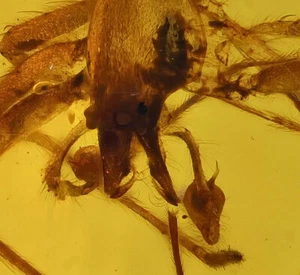 Rare Archaeidae (Assassin Spider), Fossil Inclusion in Burmese Amber - Picture 1 of 3