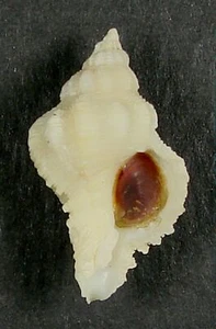 MUREX ANGULARIS 23,87 mm SUPER ELECCIÓN ESPÉCIMEN ALBINO Río de Oro, Sáhara Occidental - Imagen 1 de 2