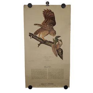 Poster stampa incisione reciproca nord-occidentale anni 50 gufo sbarrato 16x29 R. Havell - Foto 1 di 10