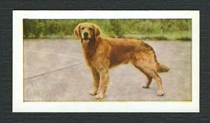 GOLDEN RETRIEVER 1961 HORNIMANS TEA COLLECTABLE DOG TRADE CARD #12 - Picture 1 of 2