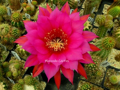"WÖRLITZ" Echinopsis Hybride Hildewintera Kakteen Lobivia cacti Macondo☀️Cactus - Imagen 1 de 4