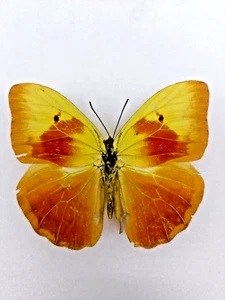 BEAUTIFUL, PHOEBIS AVELLANEDA (KUBA), ENDEMIC AND RARE PIERIDAE, MALE A1- - Picture 1 of 1