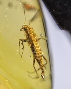 Burmite Fossils Cretaceous amber cockroach insect Burmese amber fossil Myanmar - Picture 1 of 6