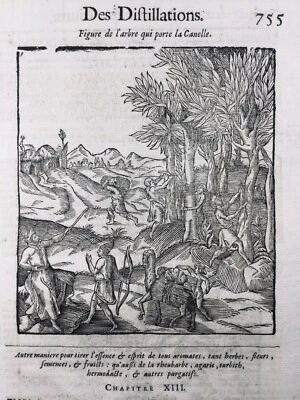 Ceylon Cinnamon 1614 Sri Lanka Distillation Engraving Ambroise Paré - Image 1 of 4