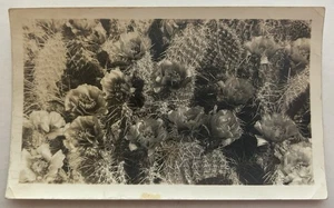Vintage Black & White Photo Blooming Cactus Desert Southwestern Plant Snapshot - Picture 1 of 2