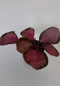 Calathea roseopicta "Rosy" - Bild 1 von 5