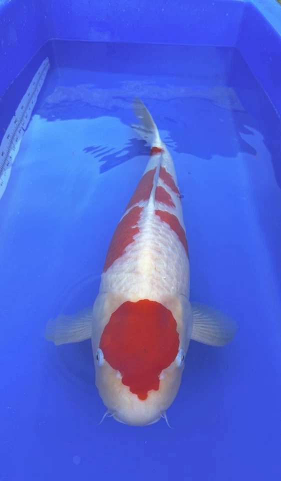 Kohaku 26”27” pulgadas Foto 1 de 4