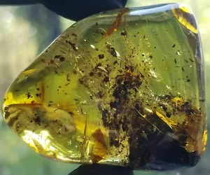 Baltic Amber Polished stone natural insect inside Pendant 24.8 g Necklac - Picture 1 of 6