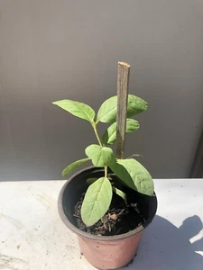 White Guava Tree With Pot Seedling Tropical Live Plant Ready To Plant - Picture 1 of 5