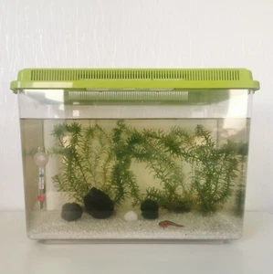 Triops (Urzeitkrebse) verschiedene Arten -Komplett Set mit 23L UND 3,5L Aquarium - Bild 1 von 44