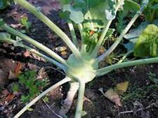 KOHLRABI SEED, EARLY WHITE VIENNA, HEIRLOOM, NON GMO, 25+ SEEDS,