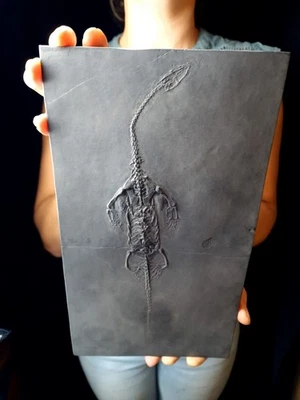 Großer Keichousaurus Drachen Dinosaurier Fossil Meeresreptil - Bild 1 von 4