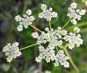 Cumin - Cuminum cyminum - Kreuzkümmel - 100+ seeds - Heirloom - F 111 - Picture 1 of 1