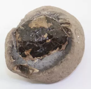 Granchio, Coeloma incarinatum, terziario, Oligocene, Lybystrand, Danimarca -k673 - Foto 1 di 5