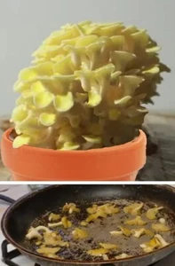Limonenpilze Speisepilze Pilze selber züchten Pilzzucht Pilzbrut Zimmerpflanze - Bild 1 von 2