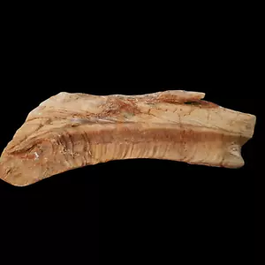 1093 g Raro Fósil Gigante Caramelo Ostra Marina - Imagen 1 de 5