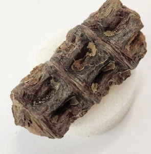 Assoziierte fossile Fischwirbel - Niobrara Kreide Fm. - KS - Kreidezeit - Bild 1 von 13