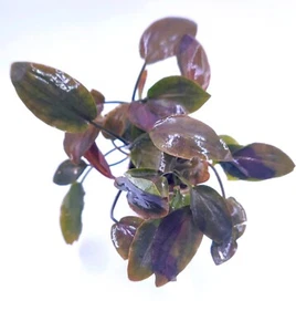 Lagenandra meeboldii( Super Quality Large Bunch) - Picture 1 of 2