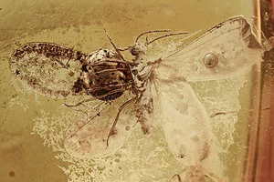 Ali Spread DUSTYWING Coniopterygidae Inclusione AMBRA BALTICA + HQ Pic 170327 - Foto 1 di 4