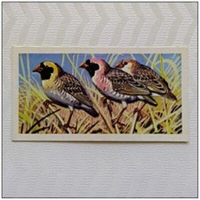 Brooke Bond Tropical Birds #12 Red-Billed Quelea Tea Card (A) (CC131)