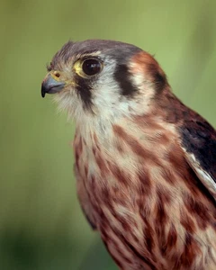 American Kestrel 8"x10" Foto 8x10 Druck #3 - Bild 1 von 2