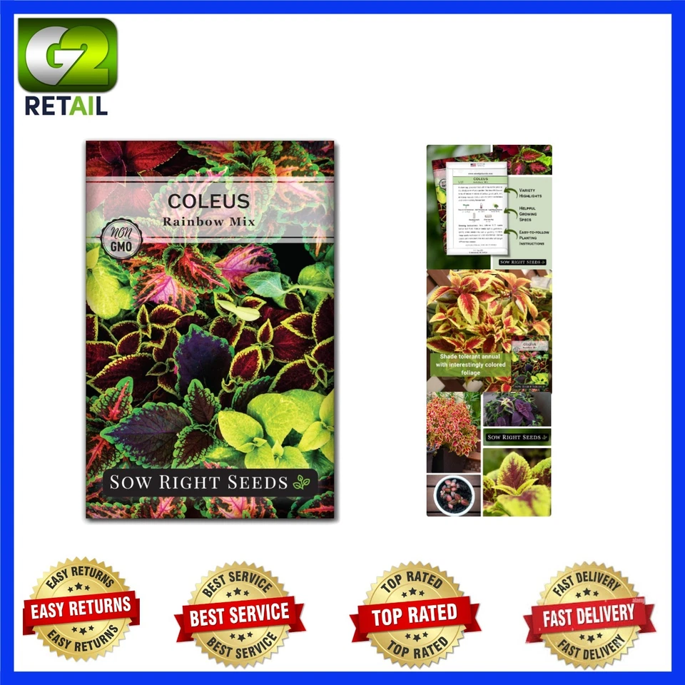 800  Coleus Rainbow Mix Seeds - Colorful Indoor/Outdoor Garden Delight - Image 1 of 4