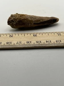 "Fósil de dinosaurio Spinosaurus 2,5"" dientes antes de T Rex Cretácico C37" - Imagen 1 de 5