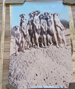 Póster Smithsonian Meerkats 1986 vintage de David Macdonald - Imagen 1 de 6