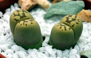 Lithops dorotheae Zorro semillas 10 pcs 2021 y - Imagen 1 de 4