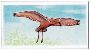 Tarjeta de Sweet Cigarettes Tropical Birds Ibis Escarlata #13 de 25 - Imagen 1 de 2