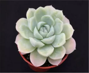 Echeveria ‘Europa’ | Hybrid | Surreal Succulents - Picture 1 of 4