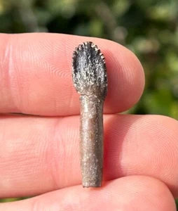 ROOTED Sauropod Dinosaur Tooth Fossil Archaeodontosaurus Madagascar Jurassic Age - Picture 1 of 8