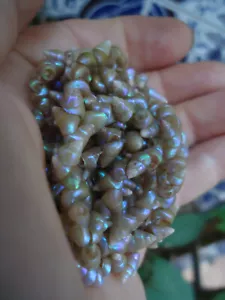 Antique Tasmanian Aboriginal Maireener Tiny Violet Lime Shell Necklace 120cm 50" - Imagen 1 de 6