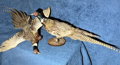 2 Cuello Anillo Gallo Faisán Taxidermia Soporte Sobre Base Hábitat Foto 1 de 4
