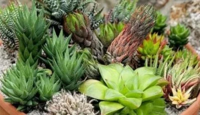 30Pcs Mixed Succulent HAWORTHIA Duval Home Plant Seeds(#bby1) - Image 1 of 3