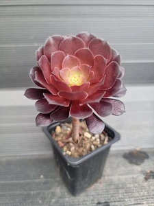 Aeonium 'Zwartkin' - Picture 1 of 3