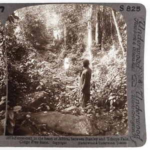 Congo África Forest Trail Stereoview c1905 África Central Selva Foto C2095 - Imagen 1 de 4