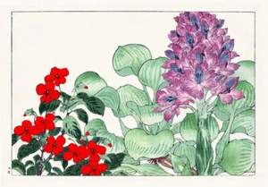 Water Hyacinth and Impatiens - Picture 1 of 3