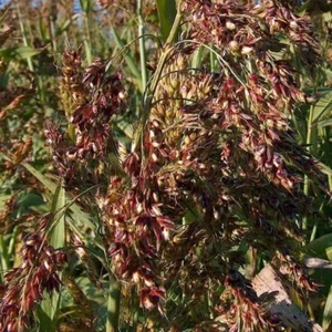 Sorghum Piper - Sorghum bicolor - Zuckerhirse - 25+ seeds - Samen - Am 106 - Picture 1 of 1