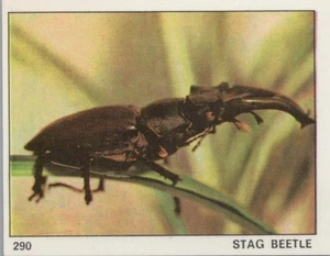 Top Sellers Card - Animals of The World - Card No 290 - Stag Beetle - Picture 1 of 2