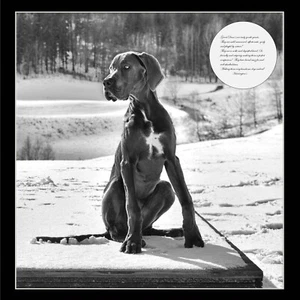 Bufanda de seda Great Danese Dog 90 cm x 90 cm dobladillos enrollados a mano - Imagen 1 de 1