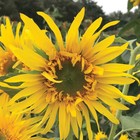 Sunflower Seeds Annual Flowers Garden Plants 'Astra Gold' 1 Packet 30 Seeds T&M