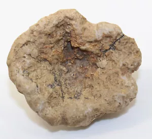 Spugna, rotula Hyalotragos, Giura Oxford, Ebermannstadt, Germania -eb8867 - Foto 1 di 6