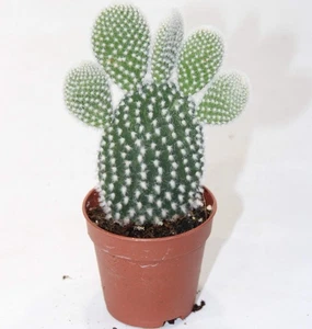 Opuntia microdasys albispina - Bild 1 von 2