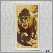 Brooke Bond African Wild Life #4 Mandrill Tea Card (CC118)
