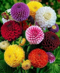 DAHLIA POMPON MIXED FLOWER SEEDS Flower Garden Perennial Cutflower Dahlia Seeds - Picture 1 of 1
