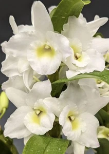 Dendrobium Nobile Spring Dream ‘Apollon’ Fragrant In Multi Bud - Picture 1 of 6