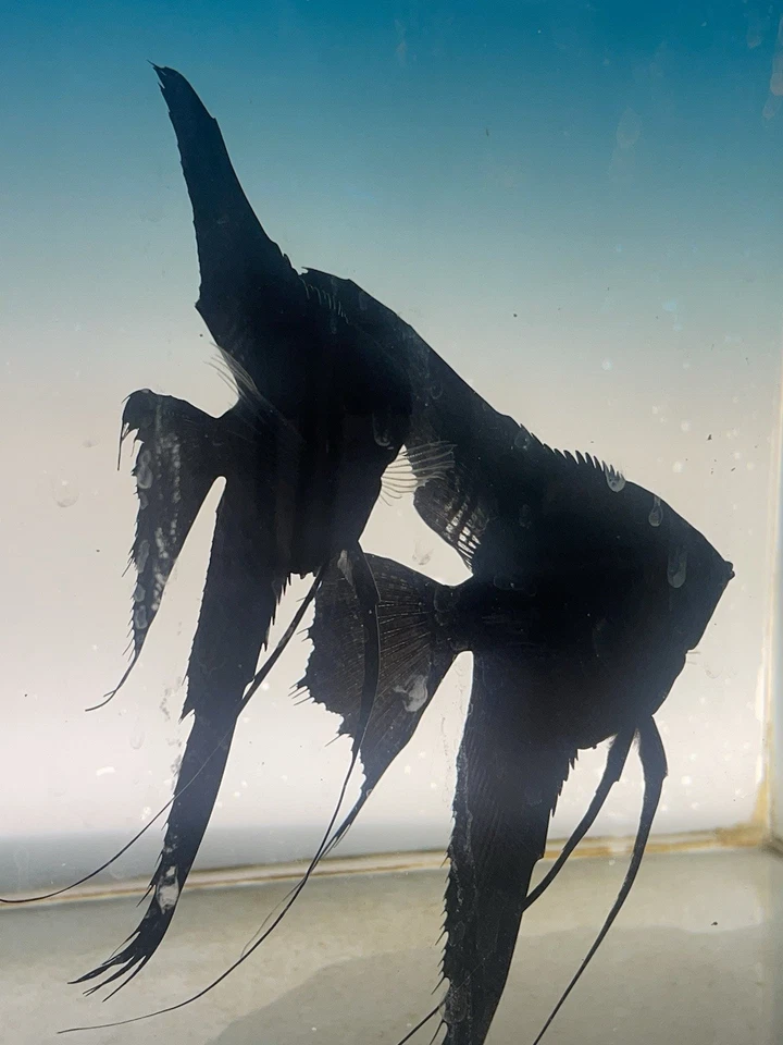 Angel Black Veil Angelfish Nickel Size Body School of 4 - Image 1 of 4