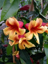 BIGNONIA CAPREOLATA - ALTEZZA PIANTA CM. 50/60